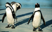 Pinguine am Boulders Beach bei Simon's Town, South Africa