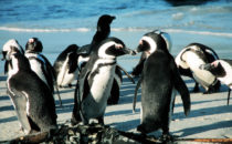 Pinguine am Boulders Beach bei Simon's Town, South Africa