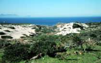 Dunes, Cape Peninsula, South Africa