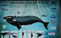 Tourist information about the southern right whale, Plettenberg Bay, South Africa