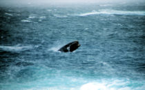 Whales off Robberg Nature Reserve, South Africa