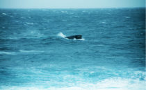 Whales off Robberg Nature Reserve, South Africa