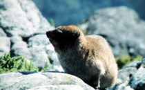 Cape Town - dassie at the Table Mountain, South Africa