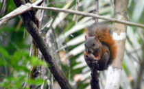 Rotschwanzhörnchen - Gamboa,© K&T Ledermann, Panama