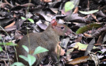Aguti - Gamboa, © K&T Ledermann, Panama