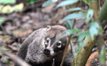 Nasenbär - Gamboa, © K&T Ledermann, Panama
