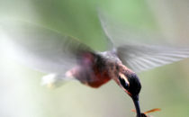 Kolibri - Gamboa, © K&T Ledermann, Panama