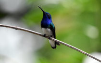 Kolibri - Gamboa, © K&T Ledermann, Panama