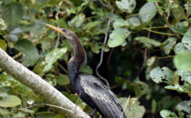 Kormoran - Rio Chagres, © K&T Ledermann, Panama