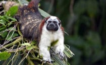 Lisztaffe - Rio Chagres, © K&T Ledermann, Panama