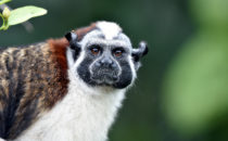 cotton-top tamarin - Rio Chagres, © K&T Ledermann