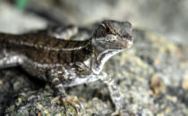 Lizard, © K&T Ledermann, Panama