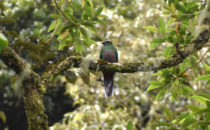 Trogon Boquete, Panama