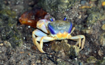 Bocas del Toro, © K&T Ledermann, Panama
