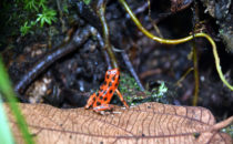 Bocas del Toro, © K&T Ledermann, Panama