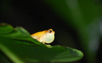 schrecklicher Pfeilgiftfrosch, Gandoca – Manzanillo, Costa Rica