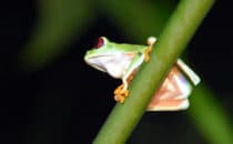 Rotaugenlaubfrosch, Gandoca – Manzanillo, Costa Rica