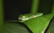 Rotaugenlaubfrosch, Gandoca – Manzanillo, Costa Rica