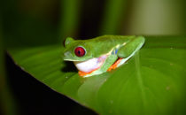 Rotaugenlaubfrosch, Gandoca – Manzanillo, Costa Rica
