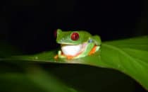 Rotaugenlaubfrosch, Gandoca – Manzanillo, Costa Rica