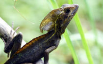 Basilisk, Gandoca – Manzanillo, Costa Rica