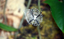 Webspinne (Argiope savigny), Gandoca – Manzanillo, Costa Rica