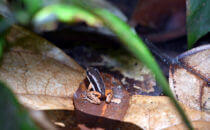 Pfeilgiftfrosch, Gandoca – Manzanillo, Costa Rica