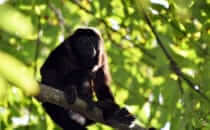 Brüllaffe, Gandoca – Manzanillo, Costa Rica