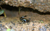 Pfeilgiftfrosch, Gandoca – Manzanillo, Costa Rica