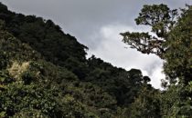 La Tigra National Park, Honduras