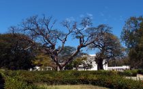 Santa Marta - Quinta de San Pedro Alejandrino, Kolumbien