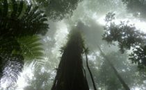 Tree giant, © D&D Brewery