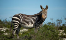 Mountain Zebra, De Hoop Nature Reserve, South Africa