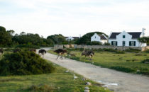 Ostriches, De Hoop Nature Reserve, South Africa