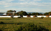 Elands, De Hoop Nature Reserve, South Africa
