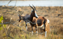 Bontebok, De Hoop Nature Reserve, South Africa