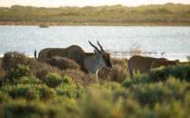 Elands, De Hoop Nature Reserve, South Africa