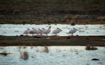 Pelicans, De Hoop Nature Reserve, South Africa