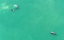 Whales, De Hoop Nature Reserve, South Africa