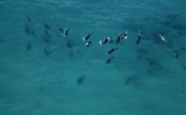 Dolphins, De Hoop Nature Reserve, South Africa