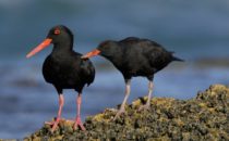 Oystercatcher, De Hoop Nature Reserve, South Africa