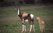 Bontebok, De Hoop Nature Reserve, South Africa