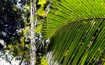 Tayrona Nationalpark - Vegetation, Kolumbien