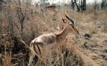 Impala im Kruger-Park, Südafrika