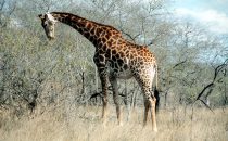 Giraffe in Kruger Park, South Africa