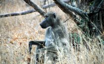 Baboon in Kruger Park, South Africa