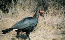 male ground hornbill in Kruger Park, South Africa