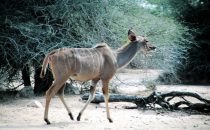 female kudu in Kruger Park, South Africa
