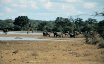 Elefantenherde im Kruger-Park, Südafrika
