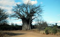 Baobab in Kruger Park, South Africa